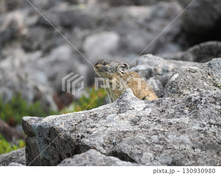 ガレ場に住んでいるエゾナキウサギ ガレ場に住んでいるエゾナキウサギ 130930980