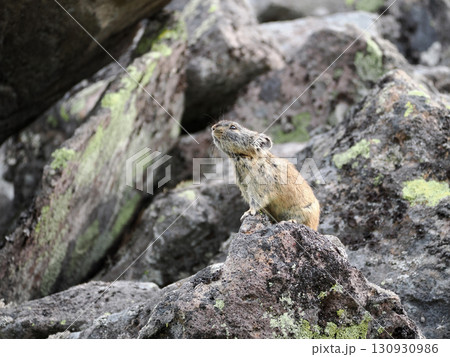 ガレ場に住んでいるエゾナキウサギ 130930986