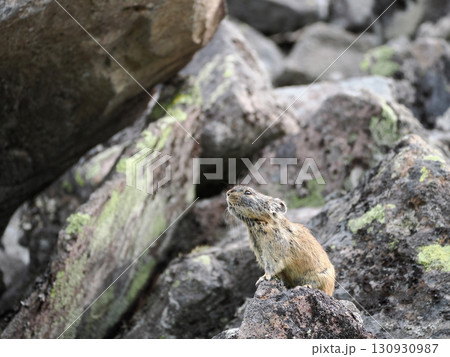 ガレ場に住んでいるエゾナキウサギ ガレ場に住んでいるエゾナキウサギ 130930987