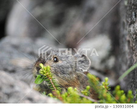 ガレ場に住んでいるエゾナキウサギ ガレ場に住んでいるエゾナキウサギ 130931004