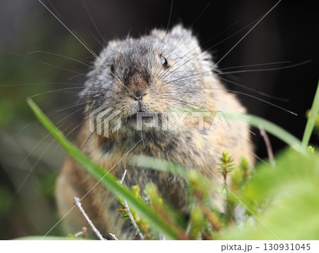 ガレ場に住んでいるエゾナキウサギ 130931045