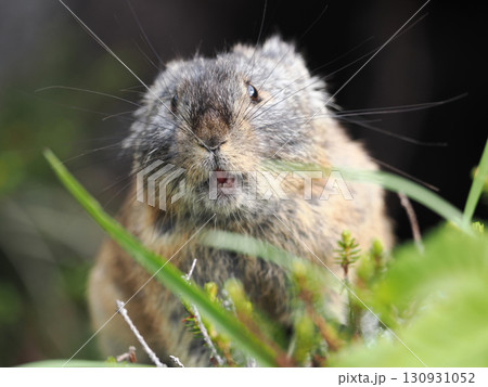 ガレ場に住んでいるエゾナキウサギ 130931052