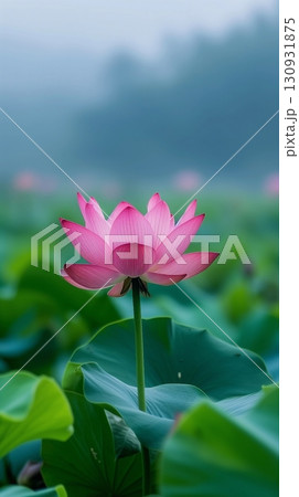 Pink lotus flower blooms gracefully against a backdrop of green foliage and a misty blue environment 130931875