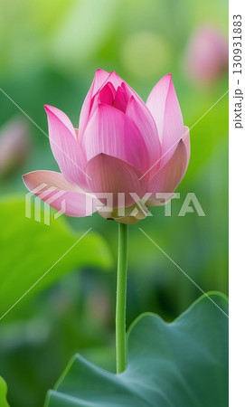 Pink lotus flower in full bloom, showcasing its delicate petals and the surrounding green leaves, close-up view Pink lotus flower in full bloom, showcasing its delicate petals and the surrounding green leaves, close-up view 130931883