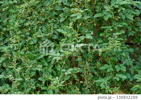 割れた窓を覆い尽くす雑草。空き家問題を象徴するような建物の外観。 130932289