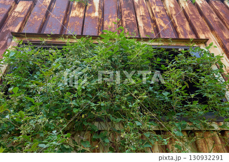 割れた窓を覆い尽くす雑草。空き家問題を象徴するような建物の外観。 130932291