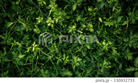 Green Plant Texture Abstract Background 130932733