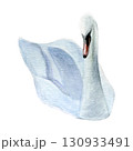 Watercolor of swan bird. Hand-painted white bird isolated on a white background. Good for postcards, invitations, greeting cards 130933491