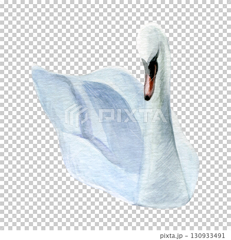 Watercolor of swan bird. Hand-painted white bird isolated on a white background. Good for postcards, invitations, greeting cards 130933491