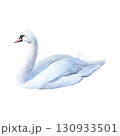 Watercolor of swan bird. Hand-painted white bird isolated on a white background. Good for postcards, invitations, greeting cards 130933501