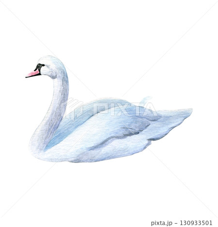 Watercolor of swan bird. Hand-painted white bird isolated on a white background. Good for postcards, invitations, greeting cards Watercolor of swan bird. Hand-painted white bird isolated on a white background. Good for postcards, invitations, greeting cards 130933501