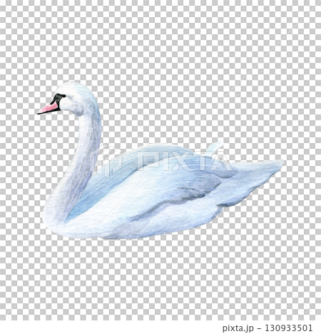 Watercolor of swan bird. Hand-painted white bird isolated on a white background. Good for postcards, invitations, greeting cards Watercolor of swan bird. Hand-painted white bird isolated on a white background. Good for postcards, invitations, greeting cards 130933501