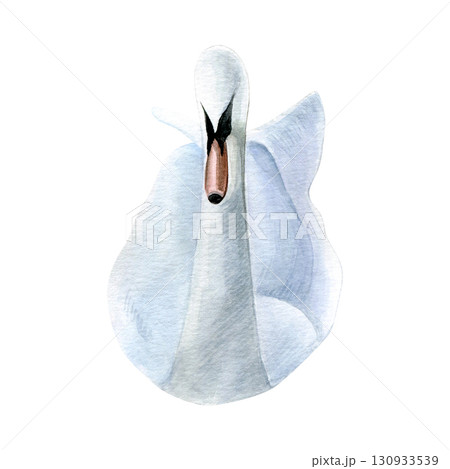 Watercolor of swan bird. Hand-painted white bird isolated on a white background. Good for postcards, invitations, greeting cards 130933539