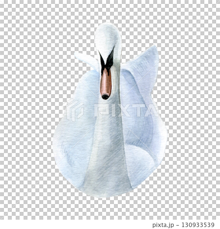 Watercolor of swan bird. Hand-painted white bird isolated on a white background. Good for postcards, invitations, greeting cards 130933539