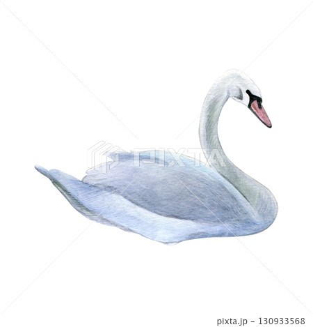 Watercolor of swan bird. Hand-painted white bird isolated on a white background. Good for postcards, invitations, greeting cards Watercolor of swan bird. Hand-painted white bird isolated on a white background. Good for postcards, invitations, greeting cards 130933568