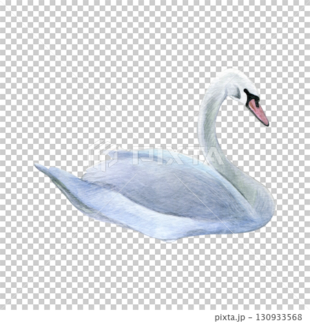 Watercolor of swan bird. Hand-painted white bird isolated on a white background. Good for postcards, invitations, greeting cards 130933568