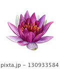 Watercolor of pink lotus. Hand-painted bright water lily isolated on a white background. Good for postcards, invitations, greeting cards 130933584