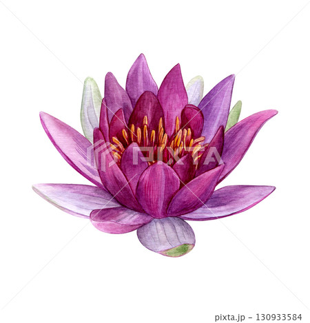 Watercolor of pink lotus. Hand-painted bright water lily isolated on a white background. Good for postcards, invitations, greeting cards 130933584