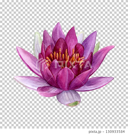 Watercolor of pink lotus. Hand-painted bright water lily isolated on a white background. Good for postcards, invitations, greeting cards 130933584