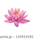 Watercolor of pink lotus. Hand-painted water lily isolated on a white background. Good for postcards, invitations, greeting cards 130933585