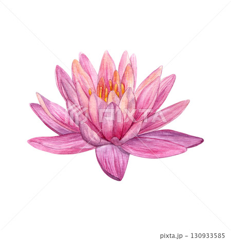Watercolor of pink lotus. Hand-painted water lily isolated on a white background. Good for postcards, invitations, greeting cards 130933585