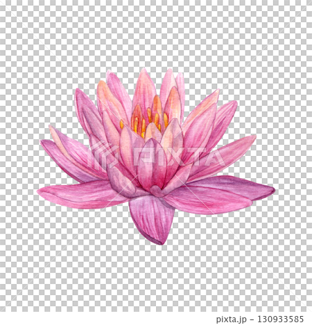 Watercolor of pink lotus. Hand-painted water lily isolated on a white background. Good for postcards, invitations, greeting cards 130933585