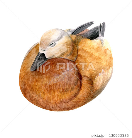 Watercolor of brown duck Hand-painted ruddy shelduck isolated on a white background. Good for postcards, invitations, greeting cards 130933586