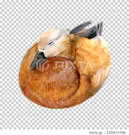 Watercolor of brown duck Hand-painted ruddy shelduck isolated on a white background. Good for postcards, invitations, greeting cards 130933586