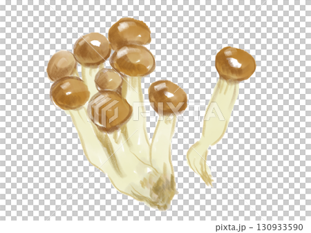 新鮮美味的姬菇手繪水彩插圖 130933590