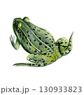 Watercolor painting of a pond frog isolated on a white background 130933823