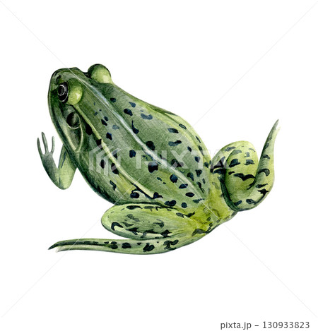 Watercolor painting of a pond frog isolated on a white background 130933823