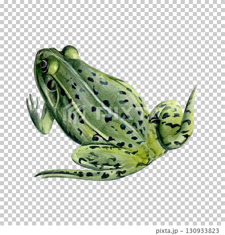 Watercolor painting of a pond frog isolated on a white background 130933823