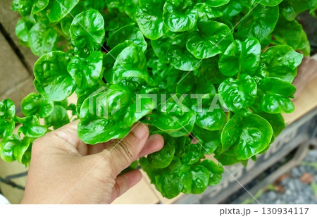 Hand Holding Fresh Sessile Joyweed 130934117