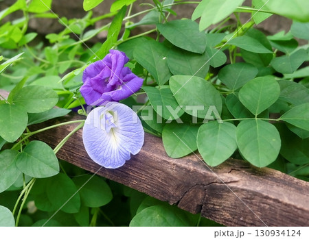 Butterfly Pea Flowers Climbing Trellis, Brain Health Butterfly Pea Flowers Climbing Trellis, Brain Health 130934124