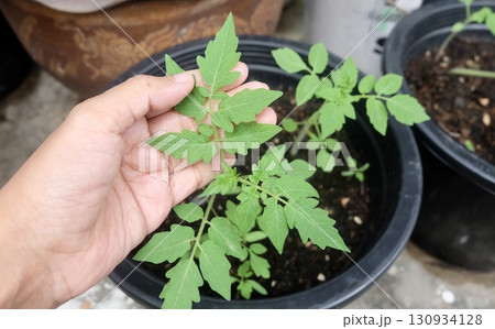 Hand Touching Seedlings Ready for Planting 130934128