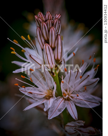Delicate white flowers with vibrant orange stamens blooming in a lush garden landscape 130934412