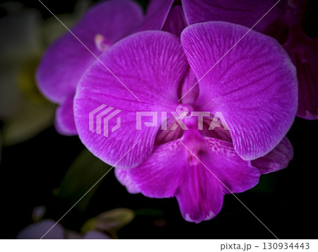 Beautiful pink orchid blooms under soft lighting in a garden setting showcasing vibrant colors and delicate petals 130934443