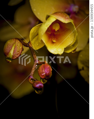 Vibrant yellow orchid blossom with delicate raindrops in a striking close-up view showcasing nature's beauty Vibrant yellow orchid blossom with delicate raindrops in a striking close-up view showcasing nature's beauty 130934455