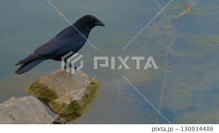 Black crow perched on a rock by the water during early morning light 130934486