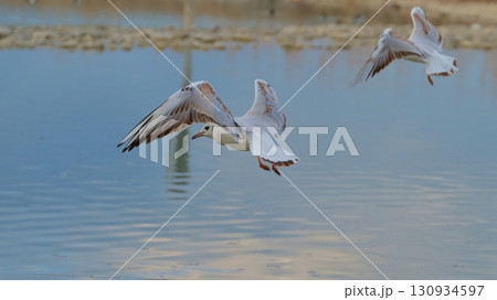 Seagulls flying over a serene lake during sunset with reflections shimmering on the water surface Seagulls flying over a serene lake during sunset with reflections shimmering on the water surface 130934597