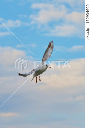 Seagull flying against a vibrant sky with clouds during the late afternoon in a coastal area 130934600