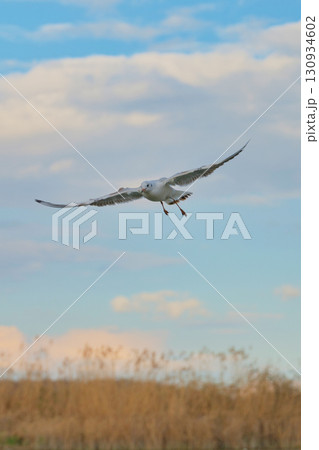 Seagull soaring across a blue sky with wispy clouds in a coastal wetland setting during the late afternoon Seagull soaring across a blue sky with wispy clouds in a coastal wetland setting during the late afternoon 130934602