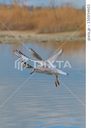 Seagull gliding gracefully above a calm body of water surrounded by soft reflections Seagull gliding gracefully above a calm body of water surrounded by soft reflections 130934603