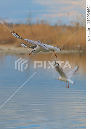 Birds soaring over a tranquil lake with soft reflections in the water during a serene afternoon Birds soaring over a tranquil lake with soft reflections in the water during a serene afternoon 130934604