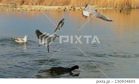 Birds in mid-flight and swimming in tranquil waters during early morning hours at a local park 130934605