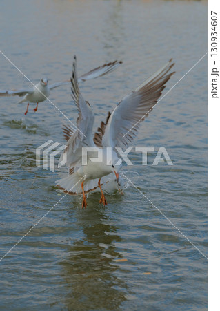 Seagulls foraging for food in shallow water at sunset near the shore Seagulls foraging for food in shallow water at sunset near the shore 130934607