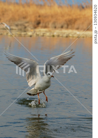 Bird takes flight over tranquil water at sunset, showcasing nature's beauty near a serene wetland area Bird takes flight over tranquil water at sunset, showcasing nature's beauty near a serene wetland area 130934620