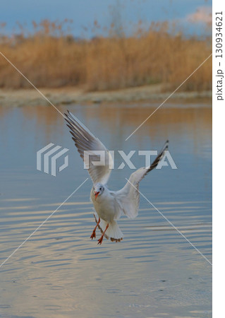 Seagull in flight above calm waters surrounded by tall grass during twilight Seagull in flight above calm waters surrounded by tall grass during twilight 130934621