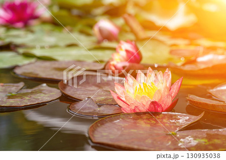 Pink lotus water lily flower in pond, waterlily with green leaves blooming 130935038