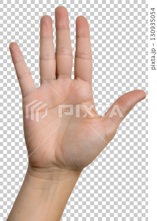 Human palm isolated on transparent background, anatomy study with detailed lines and skin texture for medical use 130935054